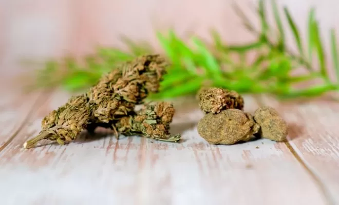 Vente de CBD, Vitrolles, The Green Flower