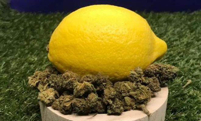 Lemon CBD, Vitrolles, The Green Flower