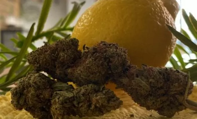 Lemon CBD, Vitrolles, The Green Flower