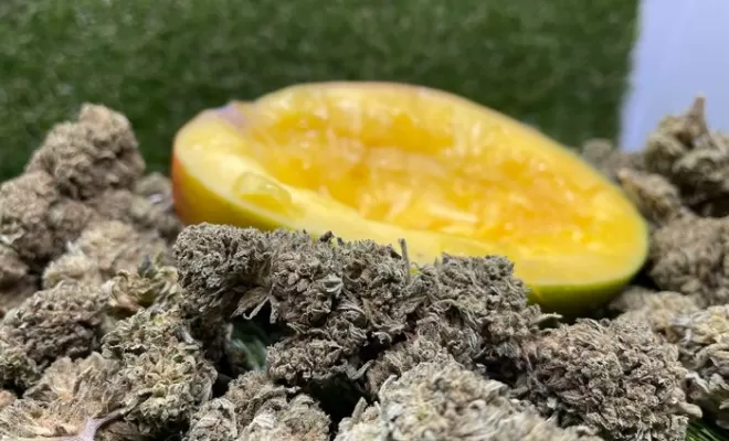 Mangokush CBD, Vitrolles, The Green Flower