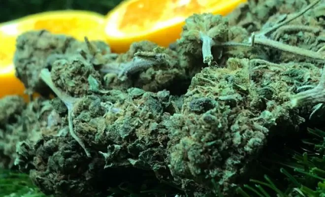 Mangokush CBD, Vitrolles, The Green Flower