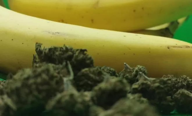 banana kush 2