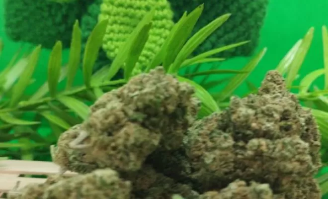 white critical 1