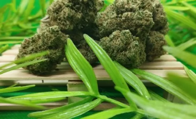white critical 3.1